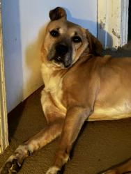 Lost Male Dog last seen Riverside, Memphis, TN 38106