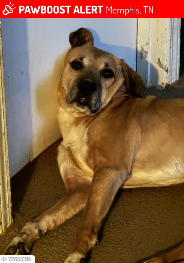 Lost Male Dog last seen Riverside, Memphis, TN 38106