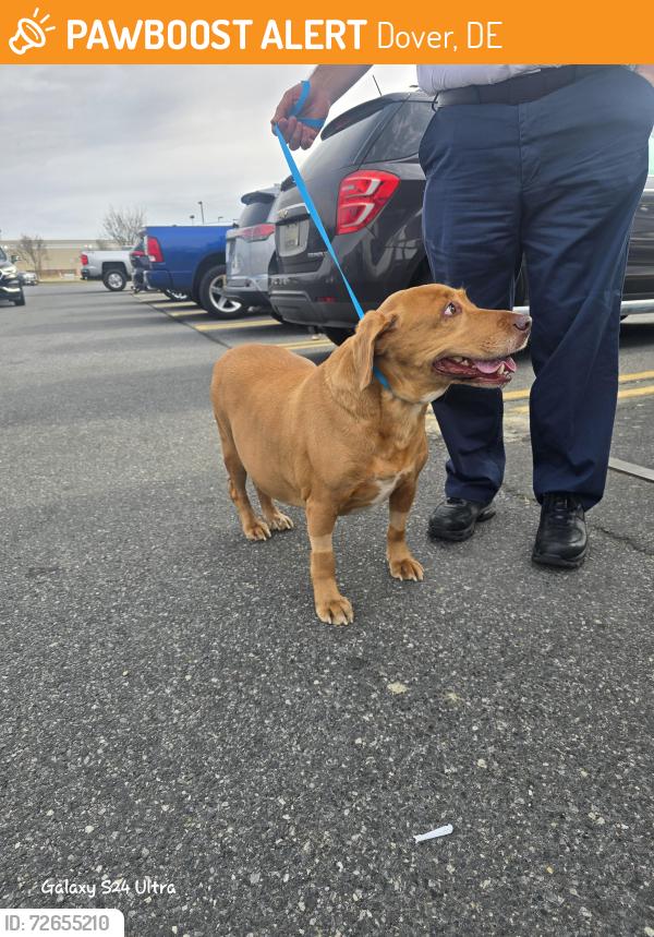 Found/Stray Unknown Dog last seen Sams taken to petco, Dover, DE 19901