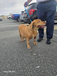Found/Stray Unknown Dog last seen Sams taken to petco, Dover, DE 19901