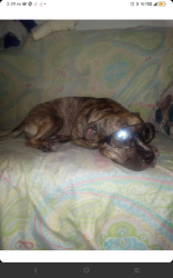 Lost Female Dog last seen Houston Street , New York, NY 10019