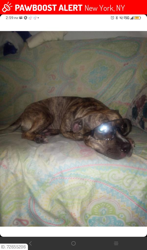 Lost Female Dog last seen Houston Street , New York, NY 10019