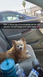 Lost Female Dog last seen Mariposa and grant, Fresno, CA 93701