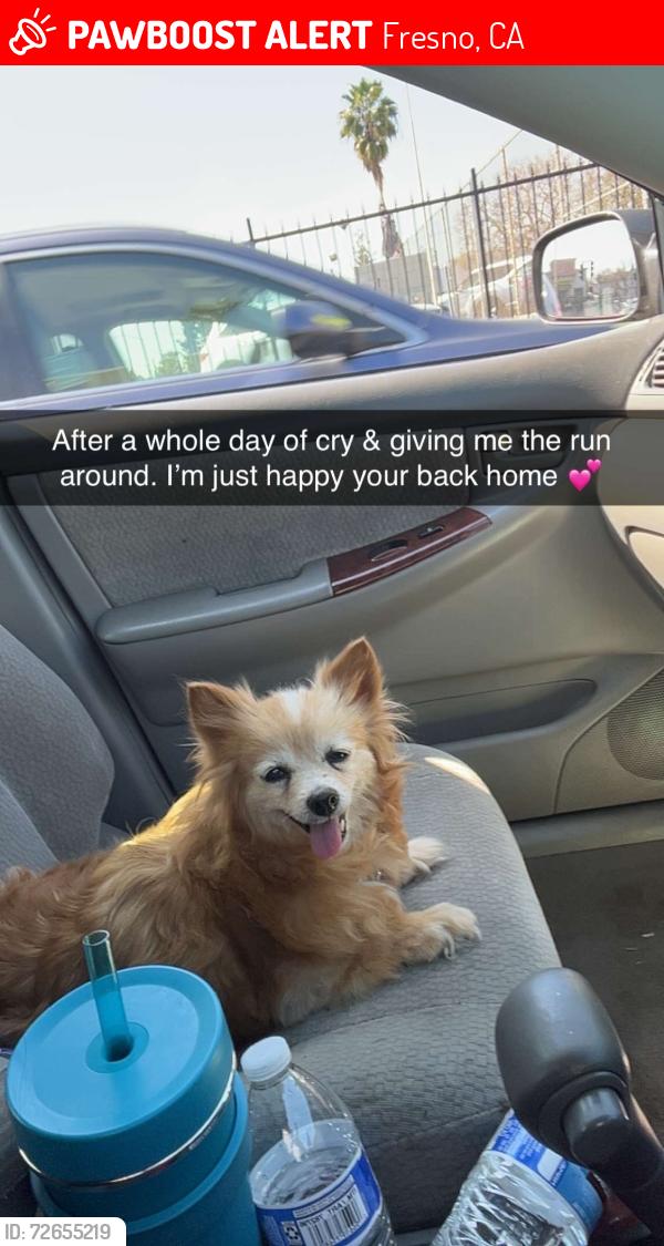 Lost Female Dog last seen Mariposa and grant, Fresno, CA 93701