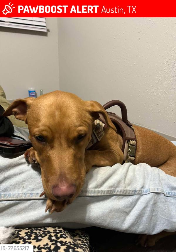 Lost Male Dog last seen Lamar and Manchaca by the In n Out, Austin, TX 78704