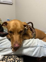 Lost Male Dog last seen Lamar and Manchaca by the In n Out, Austin, TX 78704