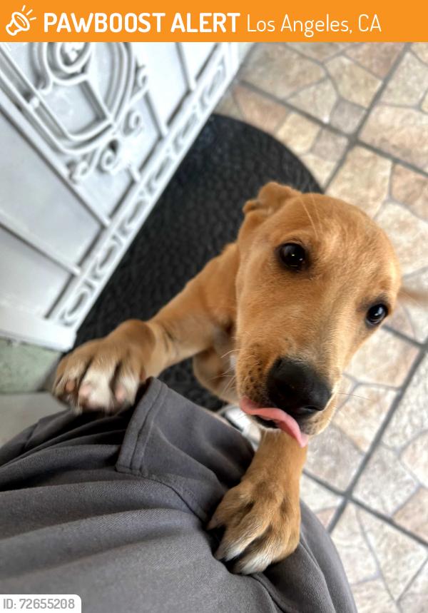 Found/Stray Female Dog last seen 69th st and Figueroa , Los Angeles, CA 90003