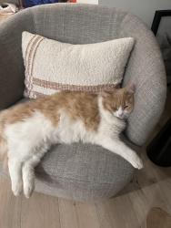 Lost Male Cat last seen Near Inglish mill drive great falls, va, Great Falls, VA 22066