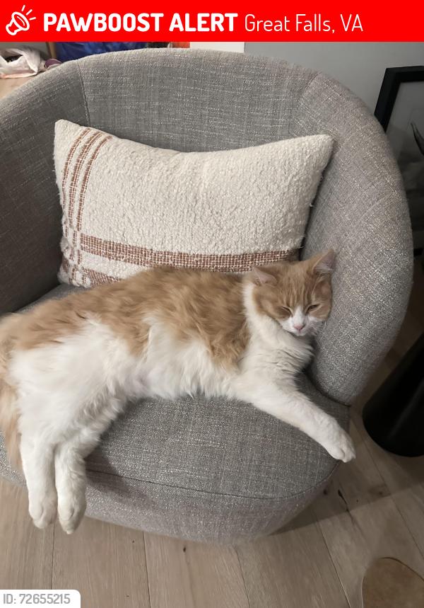 Lost Male Cat last seen Near Inglish mill drive great falls, va, Great Falls, VA 22066