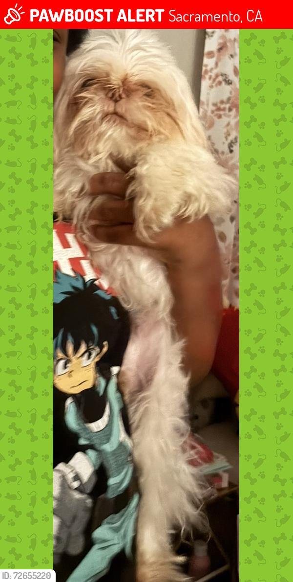 Lost Male Dog last seen Club center , Sacramento, CA 95835
