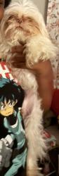 Lost Male Dog last seen Club center , Sacramento, CA 95835