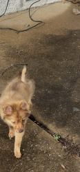 Lost Male Dog last seen Near ashford , North County, MO 63138