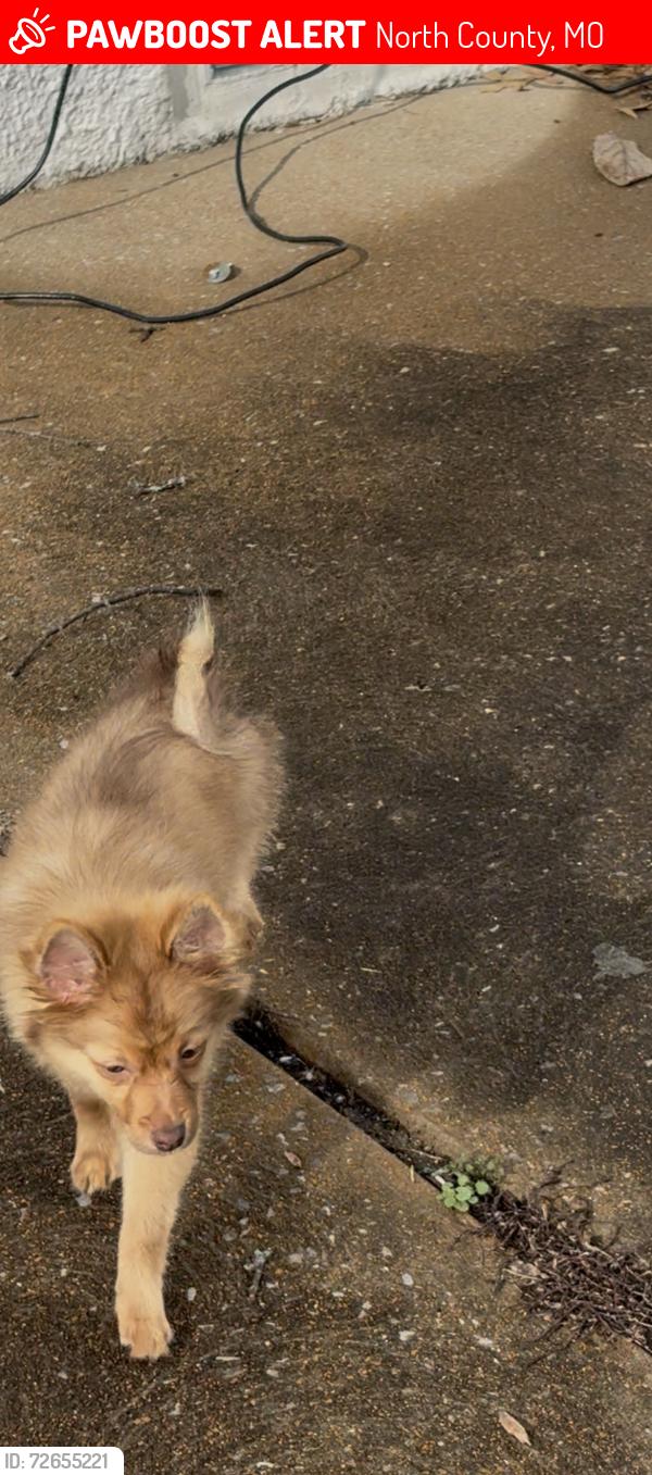 Lost Male Dog last seen Near ashford , North County, MO 63138
