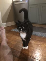 Lost Male Cat last seen Pistol club road, Easley, SC 29640