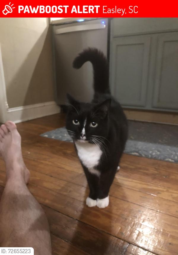Lost Male Cat last seen Pistol club road, Easley, SC 29640