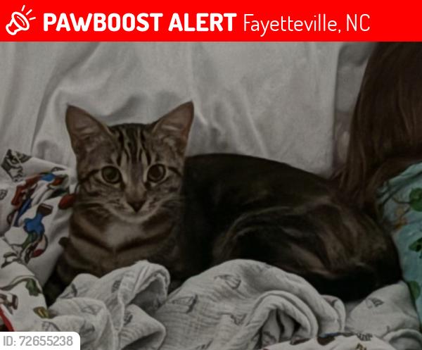 Lost Female Cat last seen Raeford Rd, Fayetteville, NC 28305