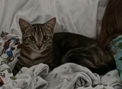 Lost Female Cat last seen Raeford Rd, Fayetteville, NC 28305
