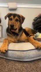 Lost Male Dog last seen Circus circus Las Vegas , Clark County, NV 89109