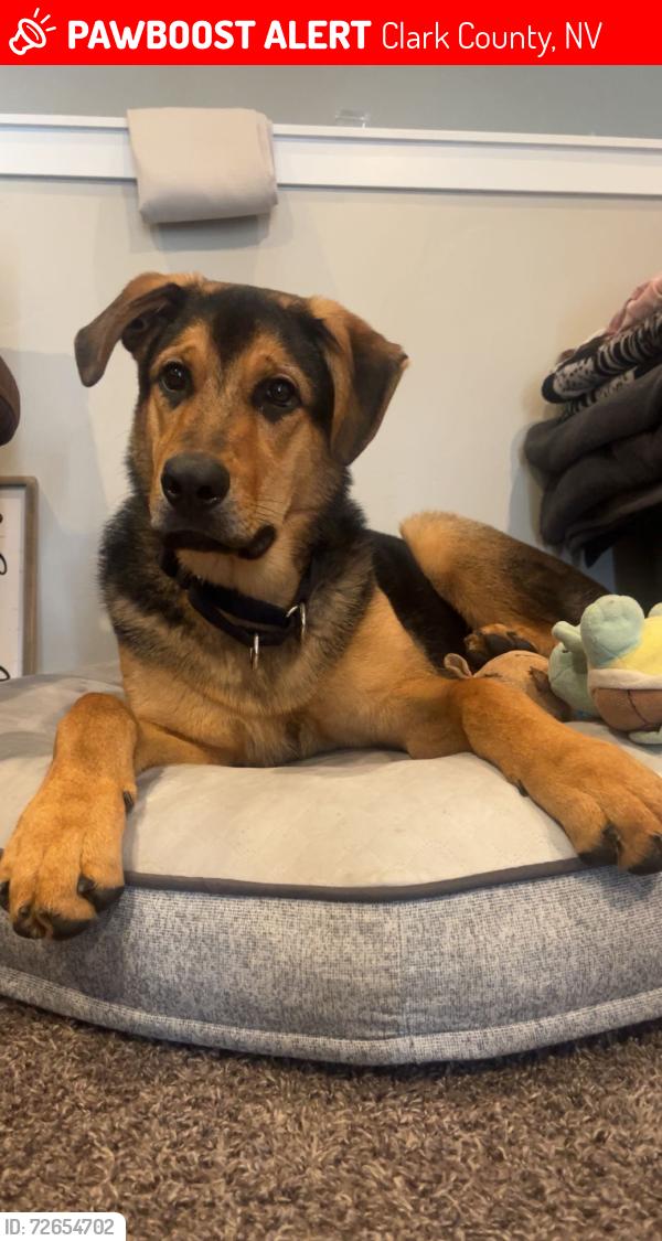 Lost Male Dog last seen Circus circus Las Vegas , Clark County, NV 89109