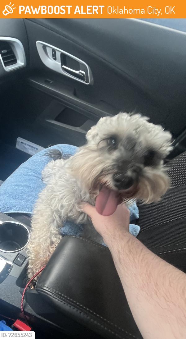 Found/Stray Female Dog last seen Near S Western Ave, Oklahoma City, OK 73139, Oklahoma City, OK 73139
