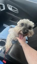 Found/Stray Female Dog last seen Near S Western Ave, Oklahoma City, OK 73139, Oklahoma City, OK 73139