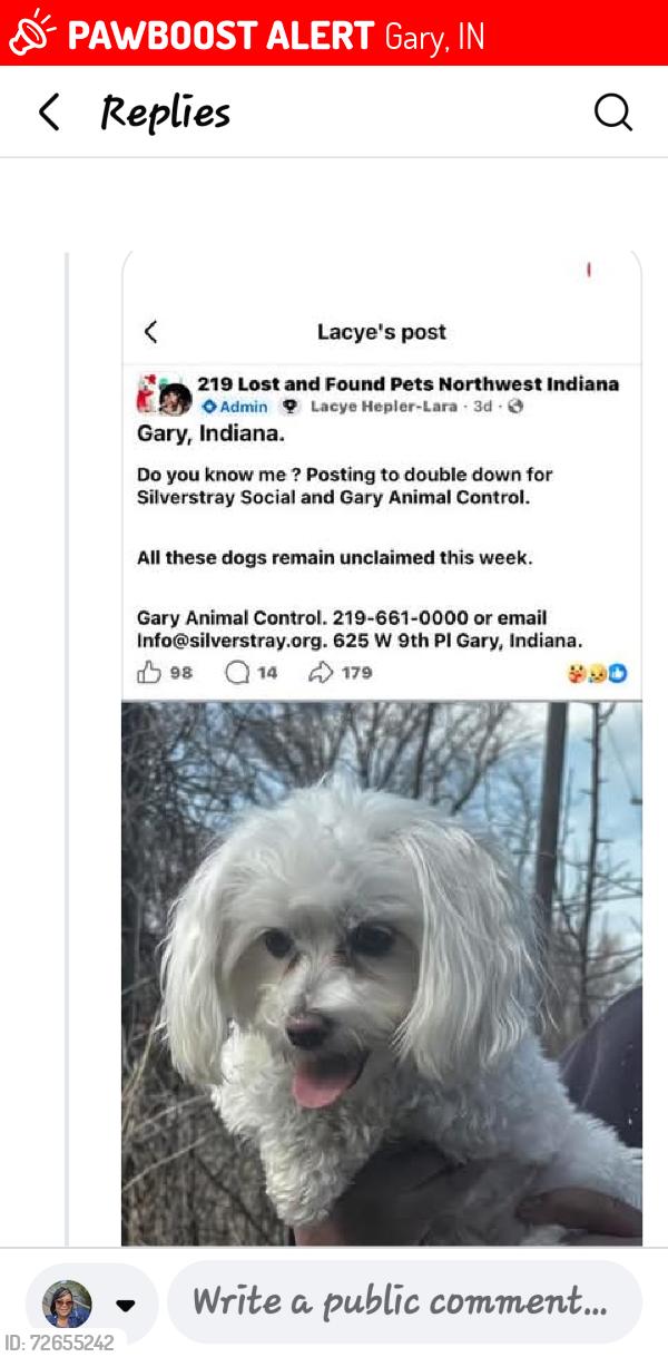 Lost Female Dog last seen 17th Virginia, Gary, IN 46406