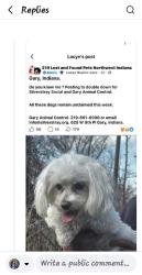 Lost Female Dog last seen 17th Virginia, Gary, IN 46406