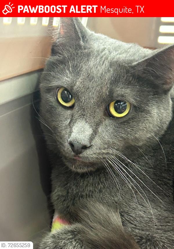 Lost Male Cat last seen North Mesquite High School, Mesquite, TX 75150