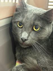 Lost Male Cat last seen North Mesquite High School, Mesquite, TX 75150