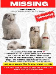 Lost Female Cat last seen Near Treeline Park , The Quarry apmts , San Antonio, TX 78209