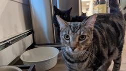 Lost Male Cat last seen Hickory Hill Dr./Zorn Ln./North Chagrin Reservation in Mayfield Village, Mayfield, OH 44143