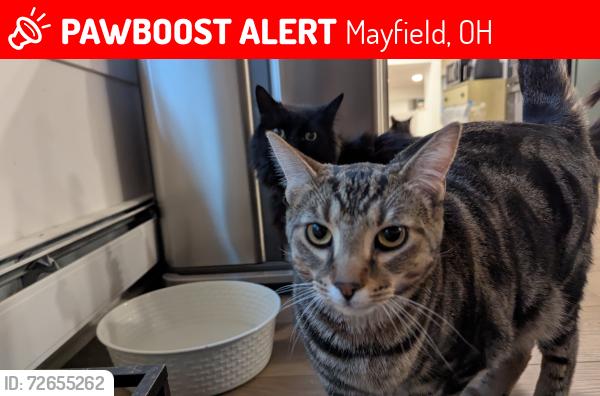 Lost Male Cat last seen Hickory Hill Dr./Zorn Ln./North Chagrin Reservation in Mayfield Village, Mayfield, OH 44143