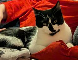Lost Male Cat last seen On 2500 block of North Harding Ave, between Altgeld & Write-ups , Chicago, IL 60647