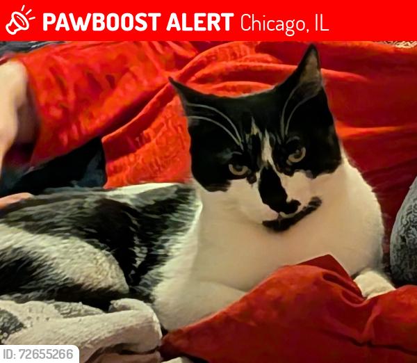 Lost Male Cat last seen On 2500 block of North Harding Ave, between Altgeld & Write-ups , Chicago, IL 60647