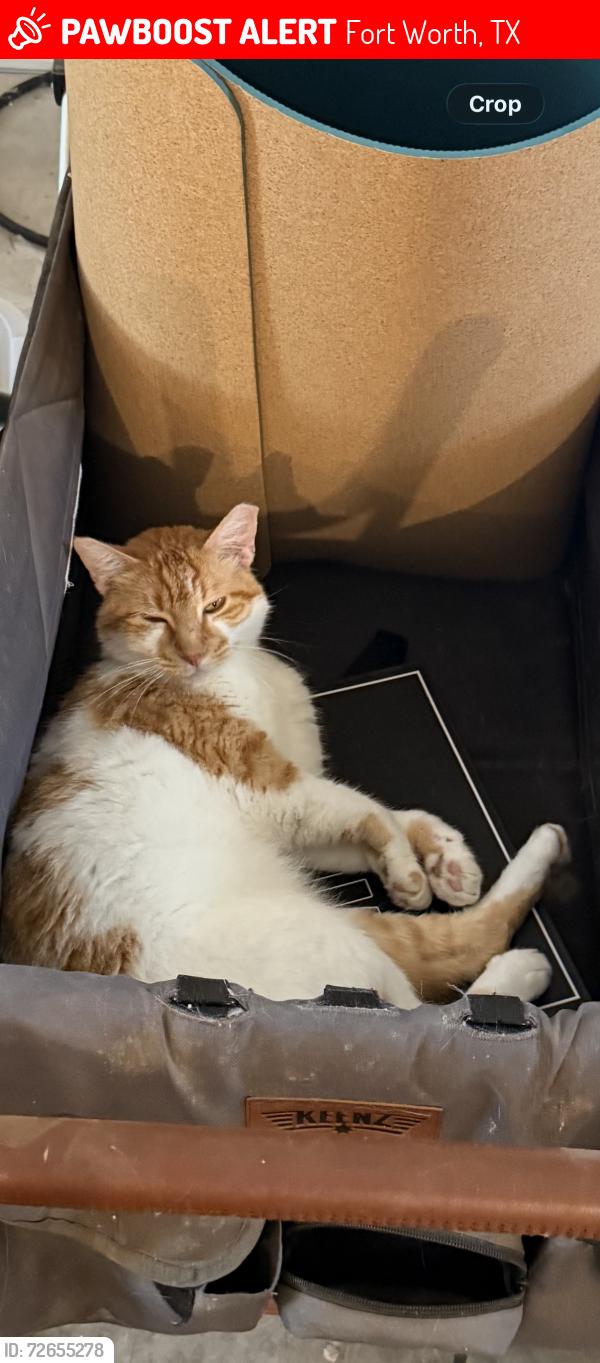 Lost Male Cat last seen Cibolo Hills Pkwy and N Saginaw blvd, Fort Worth, TX 76179