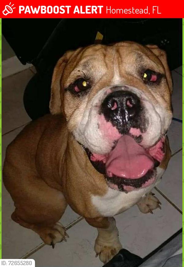 Lost Male Dog last seen SW 288th Street, Miami-Dade County, FL 33185