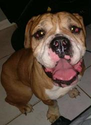 Lost Male Dog last seen SW 288th Street, Miami-Dade County, FL 33185