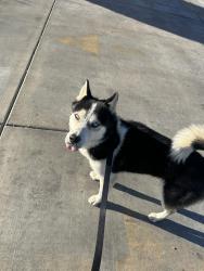 Lost Male Dog last seen 1st ave and sequoia , Hesperia, CA 92345