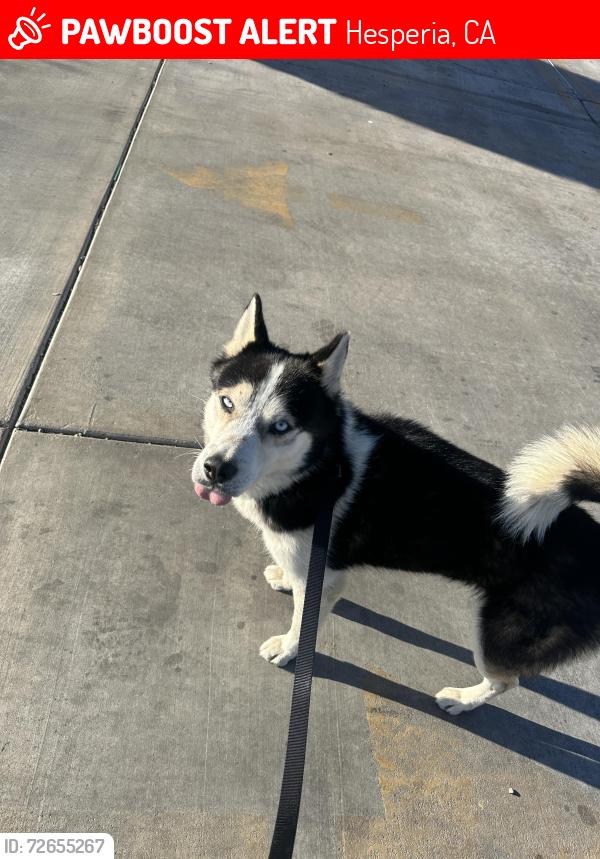 Lost Male Dog last seen 1st ave and sequoia , Hesperia, CA 92345