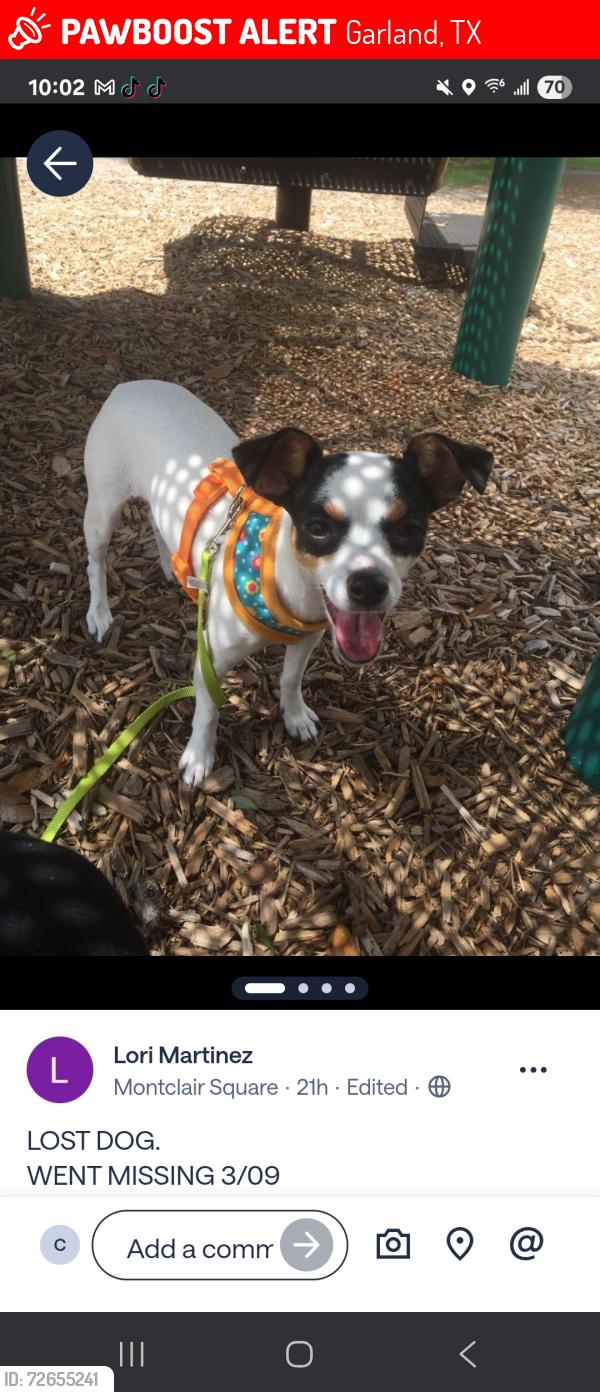 Lost Female Dog last seen Near delray drive. We live by the winco , Garland, TX 75043