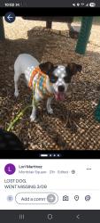 Lost Female Dog last seen Near delray drive. We live by the winco , Garland, TX 75043