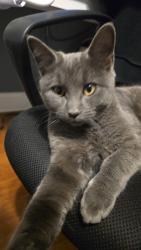 Lost Male Cat last seen Near Tom Charles ln, Canton, GA 30115