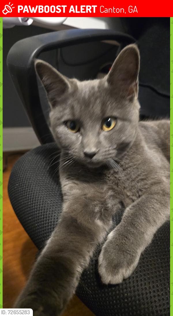 Lost Male Cat last seen Near Tom Charles ln, Canton, GA 30115