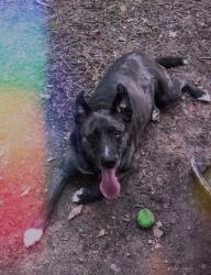 Lost Male Dog last seen Titusville VFW pavilion, off 408. 16404 Newton Town Road, Centerville P , Troy Township, PA 16354