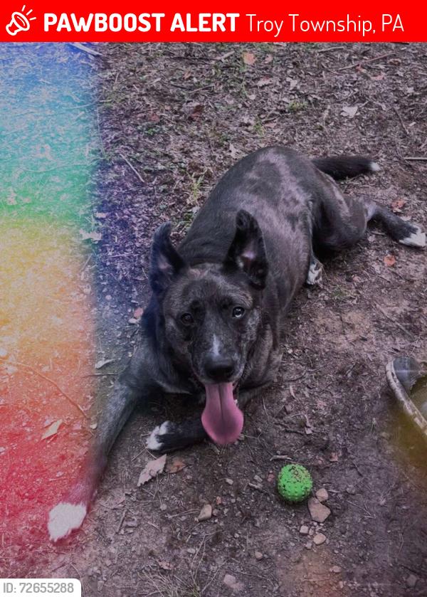 Lost Male Dog last seen Titusville VFW pavilion, off 408. 16404 Newton Town Road, Centerville P , Troy Township, PA 16354