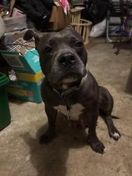 Found/Stray Female Dog last seen Lowell and Erie Rd, Jacksonville, FL 33305