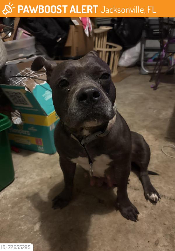 Found/Stray Female Dog last seen Lowell and Erie Rd, Jacksonville, FL 33305