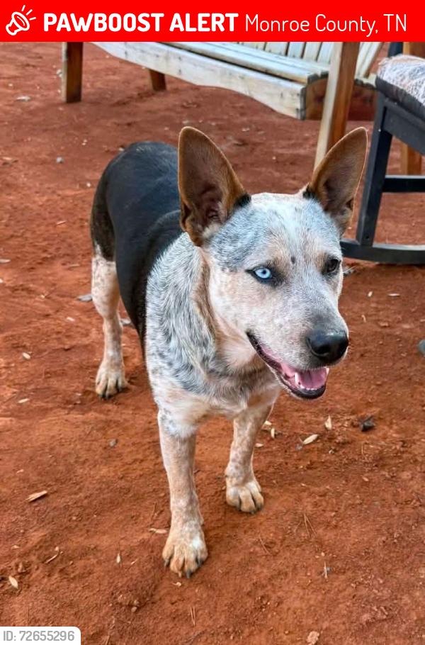 Lost Male Dog last seen Wilson Station Rd , Monroe County, TN 37329