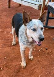 Lost Male Dog last seen Wilson Station Rd , Monroe County, TN 37329