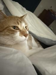 Lost Male Cat last seen Colorado River, Bastrop, TX 78602
